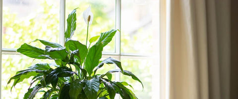 Beautiful Small Indoor Flower Plants - Peace Lily