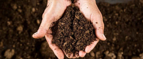 Types of Soil for Growing Houseplants - Peat Base Mix