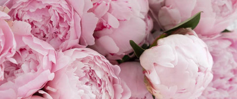30 Long-Lasting Flowers for Your Garden - Peonies