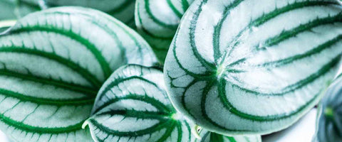 Best Plants That You Can Gift On An Employee Anniversary - Peperomia