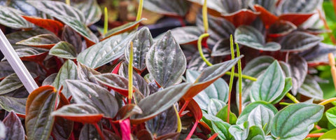 Best Plants for Welcoming New Employee - Peperomia