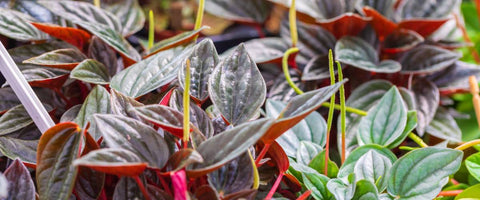 Best Plants to Gift Your Remote Team - Peperomia