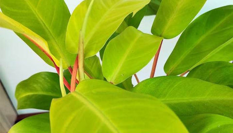 Best Indoor Plants for Modern Farmhouse Decor 2023 - Philodendron Ceylon