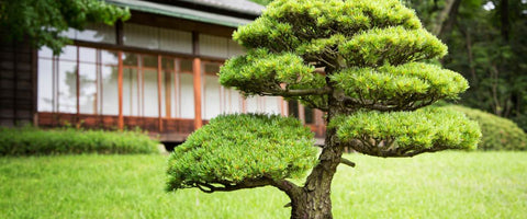 Different Bonsai Trees - Pine Bonsai Tree