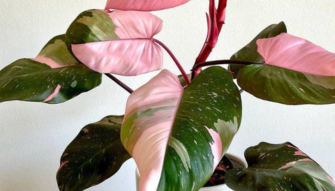 Most Expensive House Plants in the World - Pink Princess Philodendron