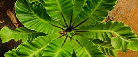 Cobra Fern Care Guide