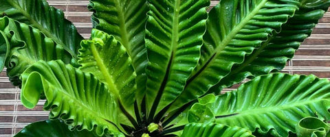 Cobra Fern Care Guide