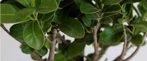 How to Grow and Care for Ficus Ginseng Bonsai