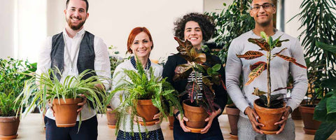 The Psychological Impact of Plants on Employee Engagement - Refreshing Change
