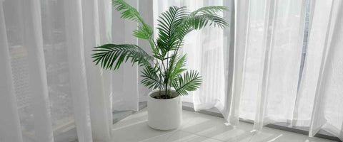 Why Plant Placement is Important, As Per Vastu Shastra