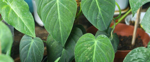 How to Care for Philodendron Micans