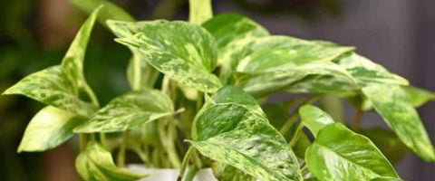 How to Care for Epipremnum Aureum?