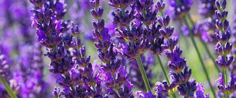 Lavender Flower: Meaning, Symbolism and Benefits
