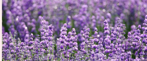 Lavender Flower: Meaning, Symbolism and Benefits