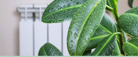 How to Increase Humidity for Plants?