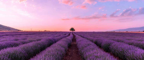 Lavender Flower: Meaning, Symbolism and Benefits