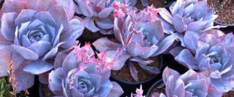 Everything About Echeveria Plants - Afterglow