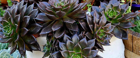 Everything About Echeveria Plants - Black Prince