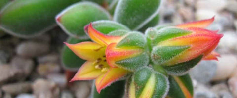 Everything About Echeveria Plants - Chenille