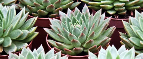 Everything About Echeveria Plants - Molded Wax