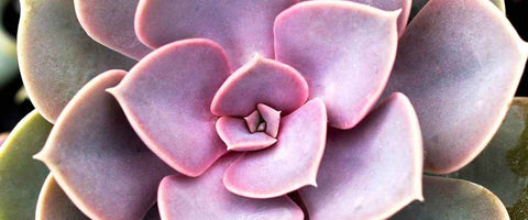 Everything About Echeveria Plants - Plants of Nurnberg