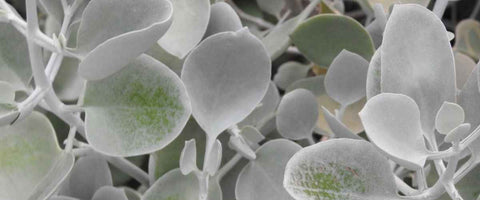 Everything About Echeveria Plants - Silver Spoons
