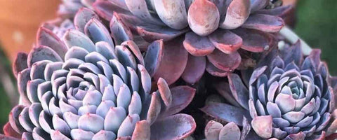 Everything About Echeveria Plants - Violet Queen