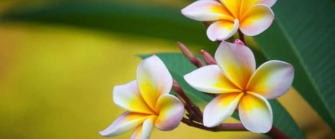 11 Most Beautiful 5-Petal Flowers - Plumeria