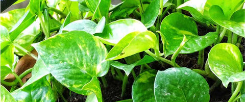 12 Most Beautiful Outdoor Hanging Plants - Pothos