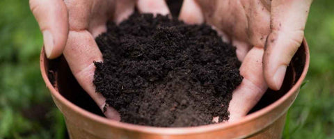 Types of Soil for Growing Houseplants - Potting Mix