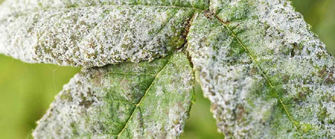Remedies To Remove Fungus From Gardens - Powdery Mildew