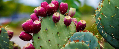 11 Best Cactus Plants for Home - Prickly Pear Cactus