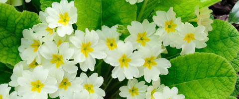 Beautiful Small Indoor Flower Plants - Primrose