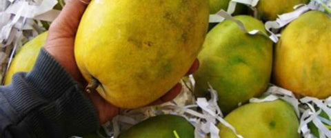 The Top 21 Verities of Mango in India - Rajapuri Mango