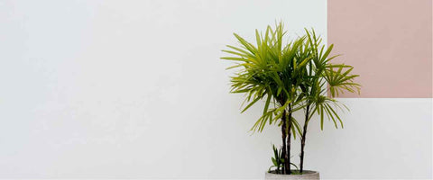 Types of Palm Plants You Can Grow Indoor - Rhapis Palm