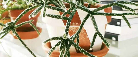 12 Most Beautiful Outdoor Hanging Plants - Rhipsalis