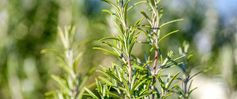 11 Easy to Care Outdoor Plants - Rosemary
