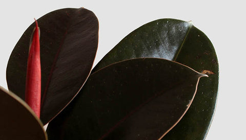 Benefits of rubber plant