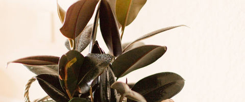 Outstanding Plants for Meeting Rooms - Rubber Plant Burgundy