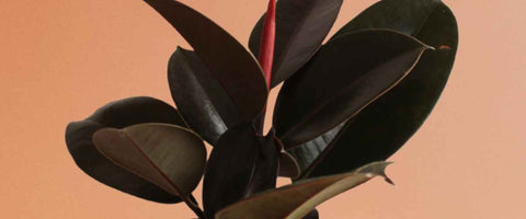 Best Indoor Plants for Better Sleep - Rubber Plant