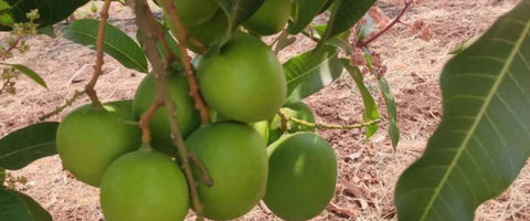 The Top 21 Verities of Mango in India - Rumani Mango