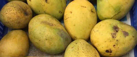 The Top 21 Verities of Mango in India - Safeda Mango