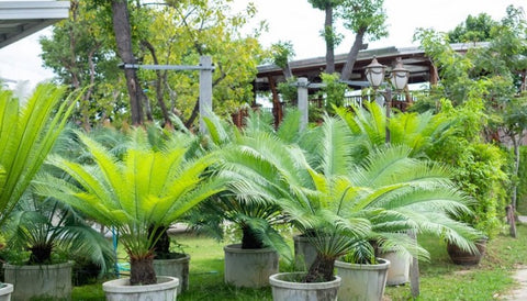Negative Plants According to Vastu Shastra- sago palm