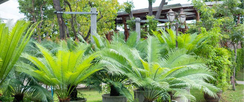 Types of Palm Plants You Can Grow Indoor - Sago Palm