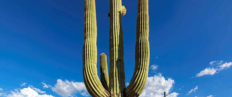 11 Best Cactus Plants for Home - Saguaro Cactus
