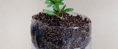 How to Select Perfect Pot for Your Plants? - Self Watering Pots