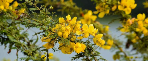 13 Best Medicinal Plants of India - Senna