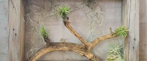 15 Indoor Plant Wall Decor Ideas - Plant shadow boxes