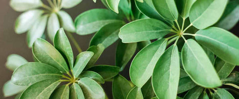 21 Best Tall Indoor Plants to Grow Indoor - Schefflera