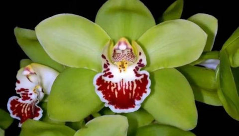 Most Expensive House Plants in the World - Shenzhen Nongke Orchid